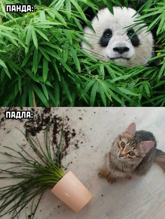 ����� �� ������)