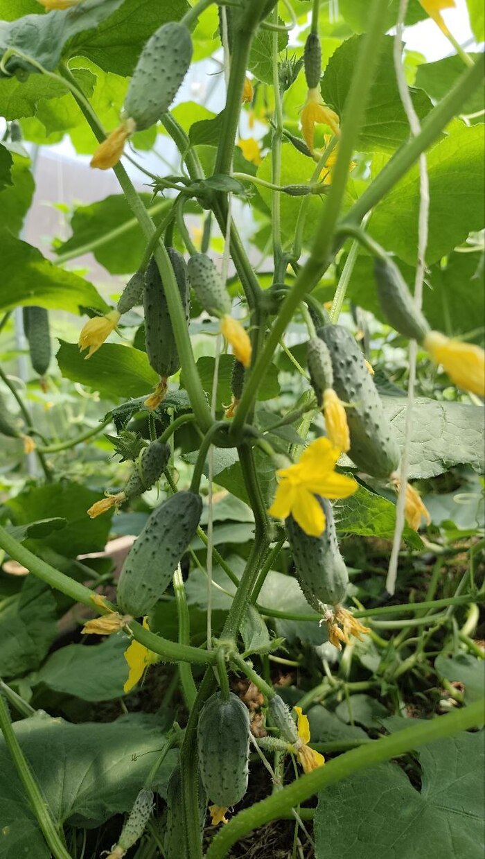 ������� �������