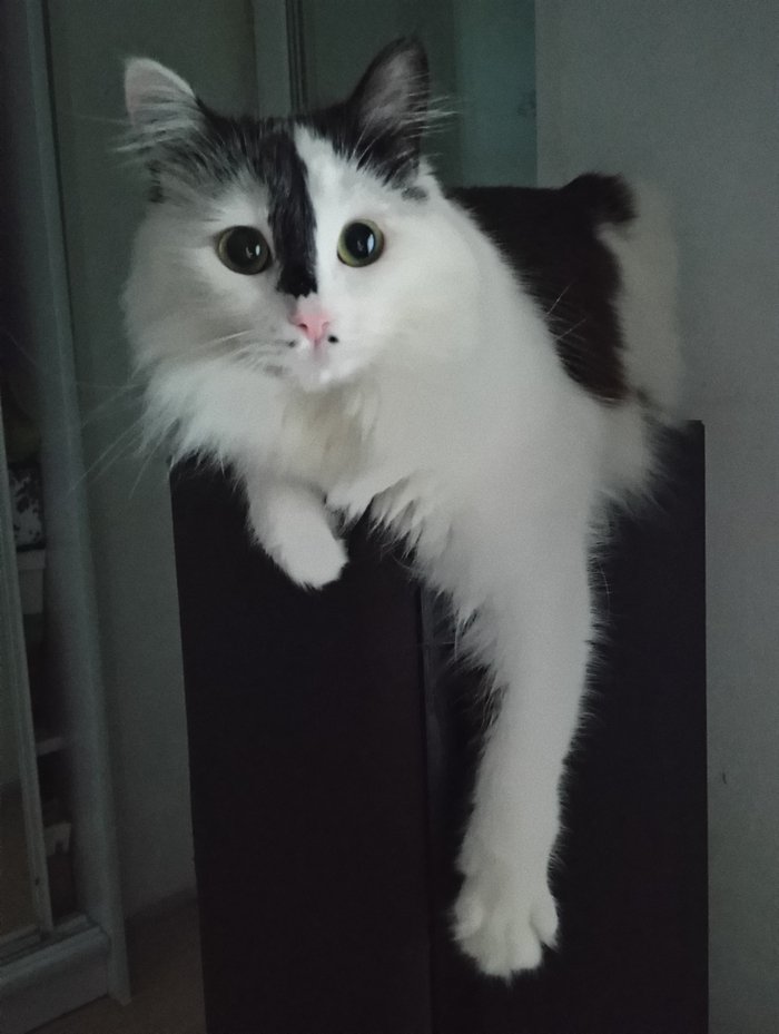 А ты точно любишь котиков?