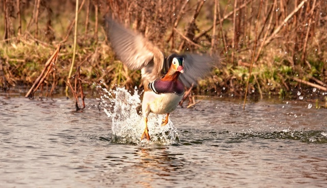 Это мужик. У птиц мужики всегда (или почти всегда) красивей женщин. Этот долго смотрел на меня с подозрением и все же решил не рисковать - сбежать! Аж брызги во все стороны... Мандаринов у меня на Новый год не было, а утка - да.