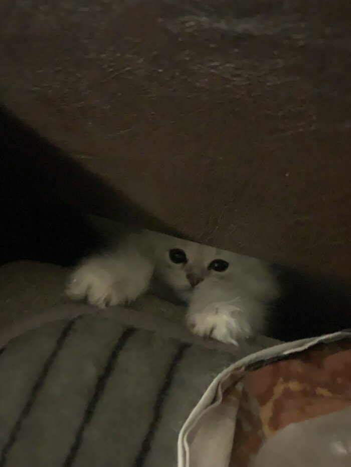 ������, ������!...