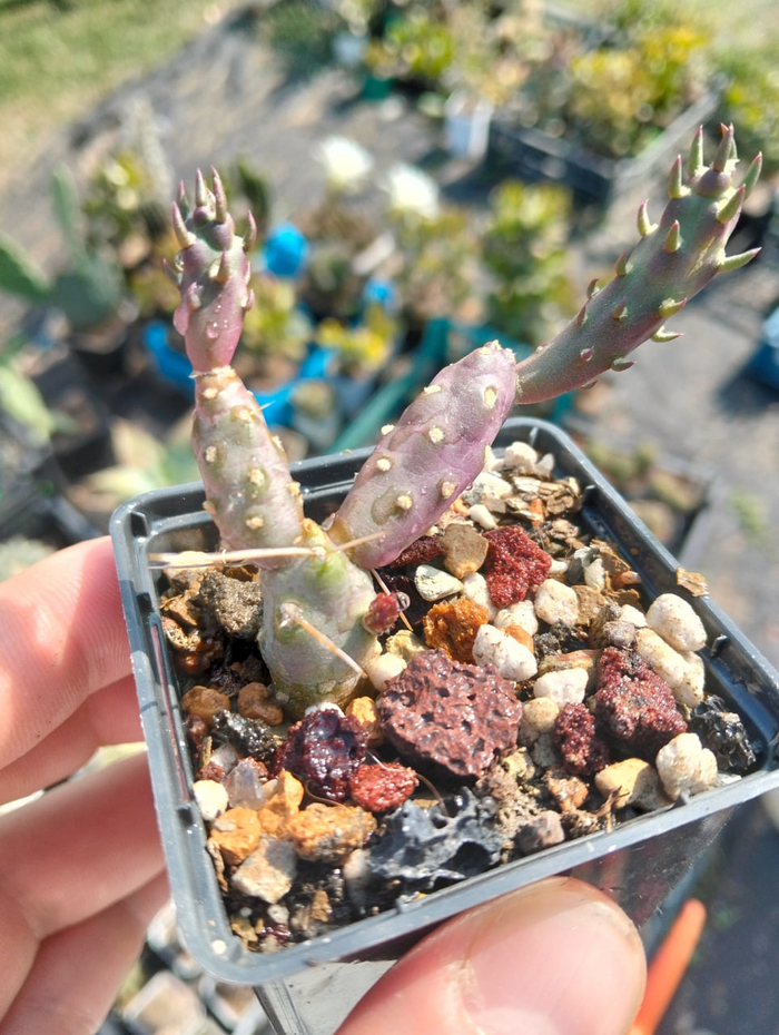 ���� ������