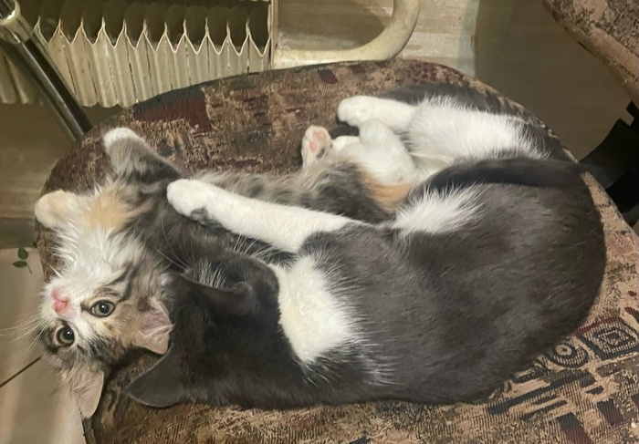 ���� ���� - ��� ������