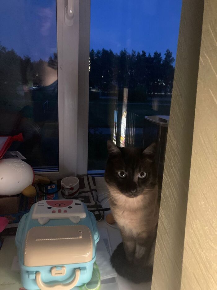 А вы заготовили бенто на завтра?