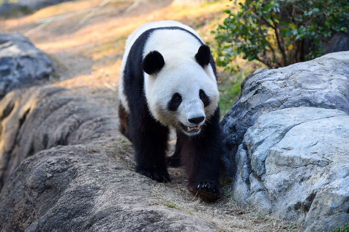 ������ �������� ������ ����������� � ���������� ����������� � ������ �������: ������� - ��������� ����