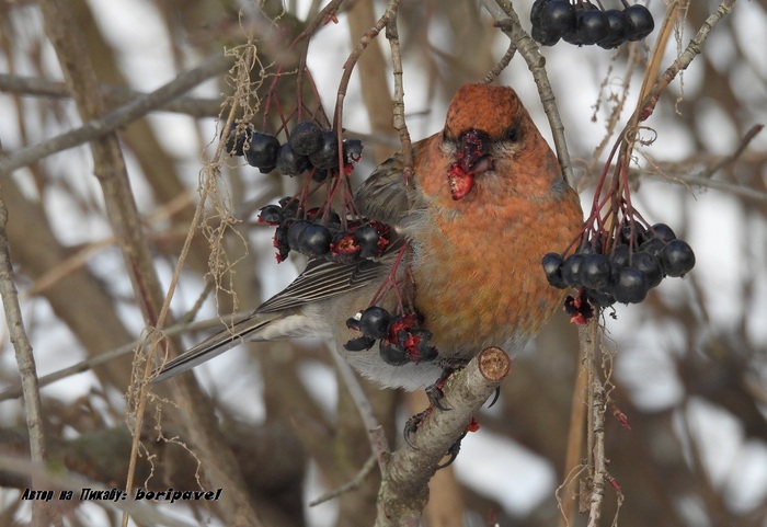 ������������ ��� (���. Pinicola enucleator). 24 ������ 2026. �������� ���������, �����-���������.