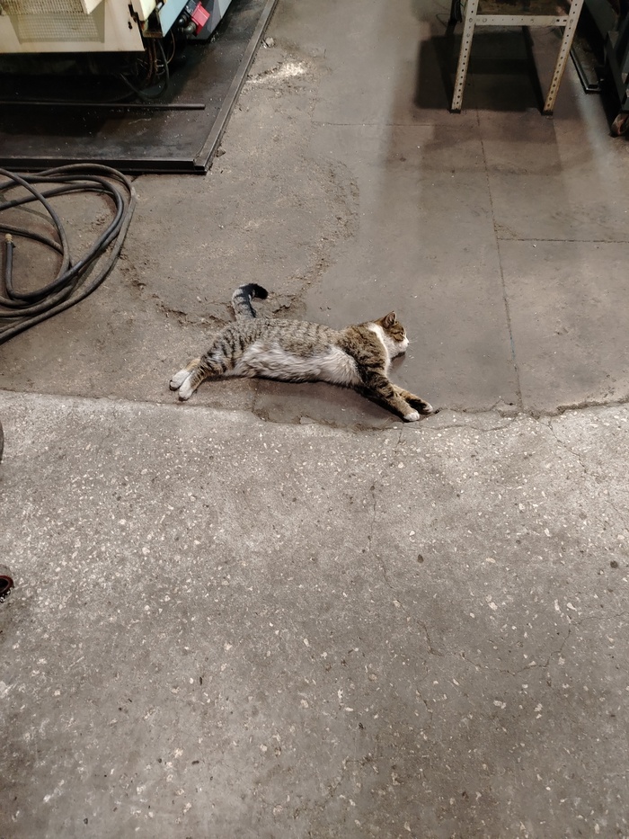 Подскажите насчёт кастрации