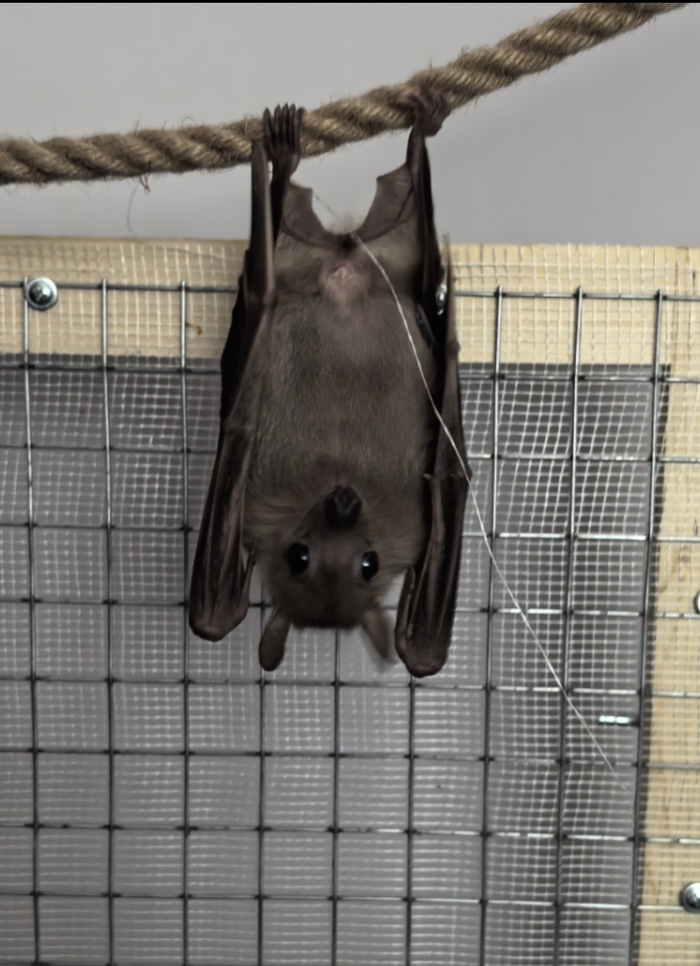 Висит себе, никому не мешает, а всё равно пирожком обозвали