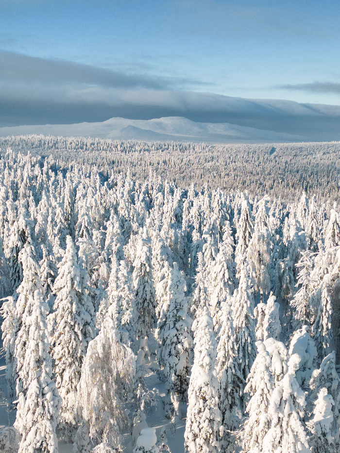 Заснеженные ели и наивысшая гора Среднего Урала - гора Ослянка (1119 м.)