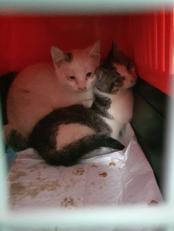 ������ �������, ����� �����, �����