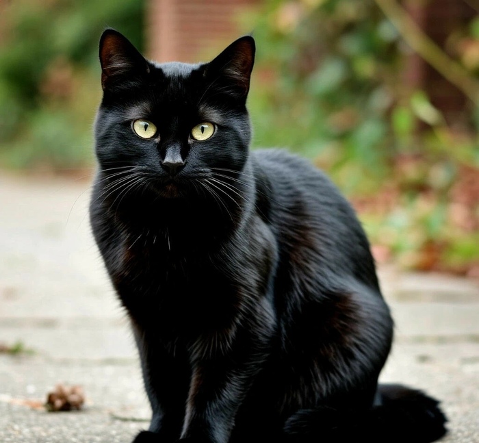 ׸���� ���