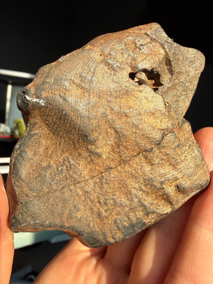 Кольца роста на зажелезнённом куске бывшего дерева.