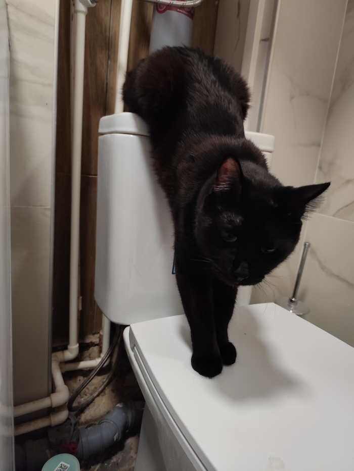 Ответ на пост. "Люди у кого котов нет, кто держит стены" В моем случае кто опускает стульчак?