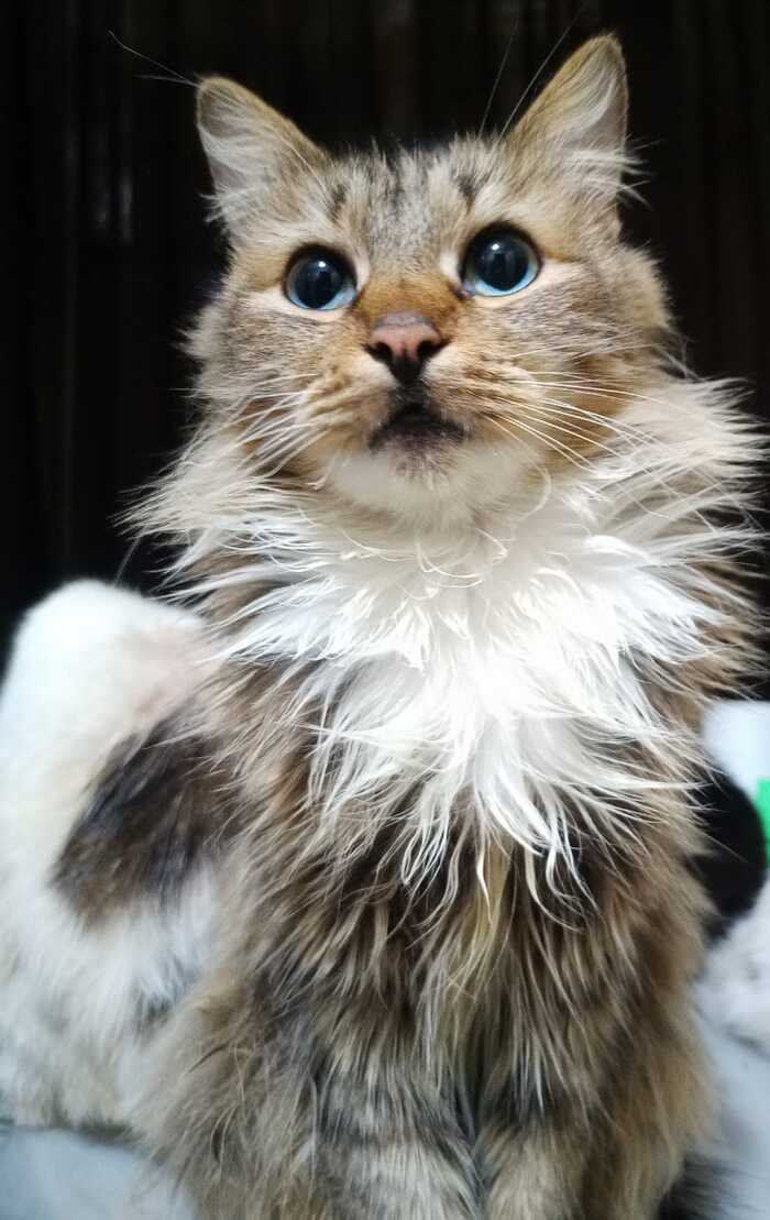 Белогрудка