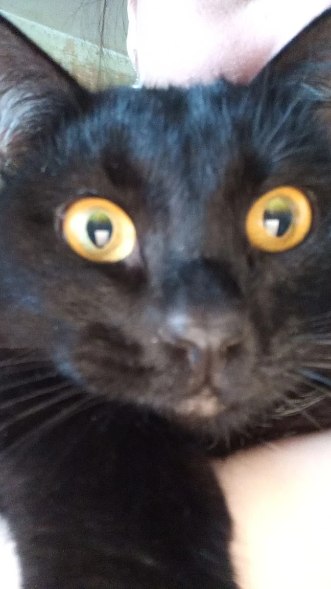 Просто кот ))