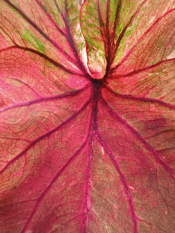 Caladium noname