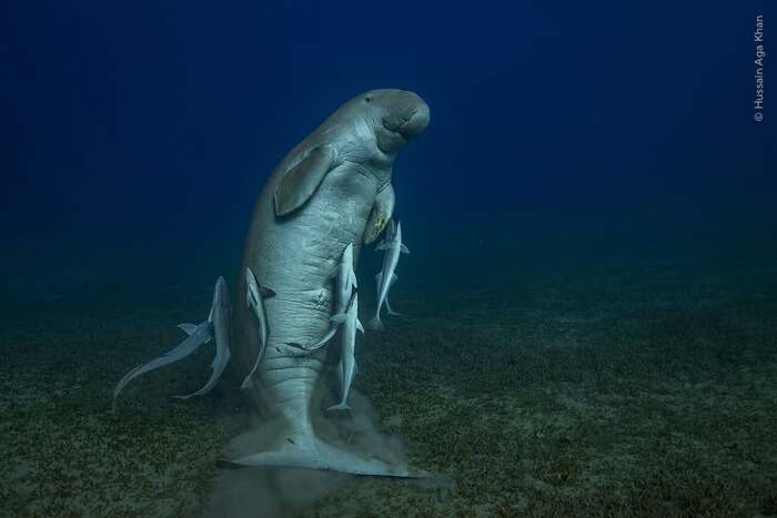 Молодой самец дюгоня после того, как перекусил морской травой