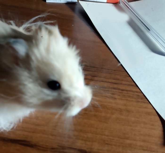 Утреннего хамстера вам в ленту