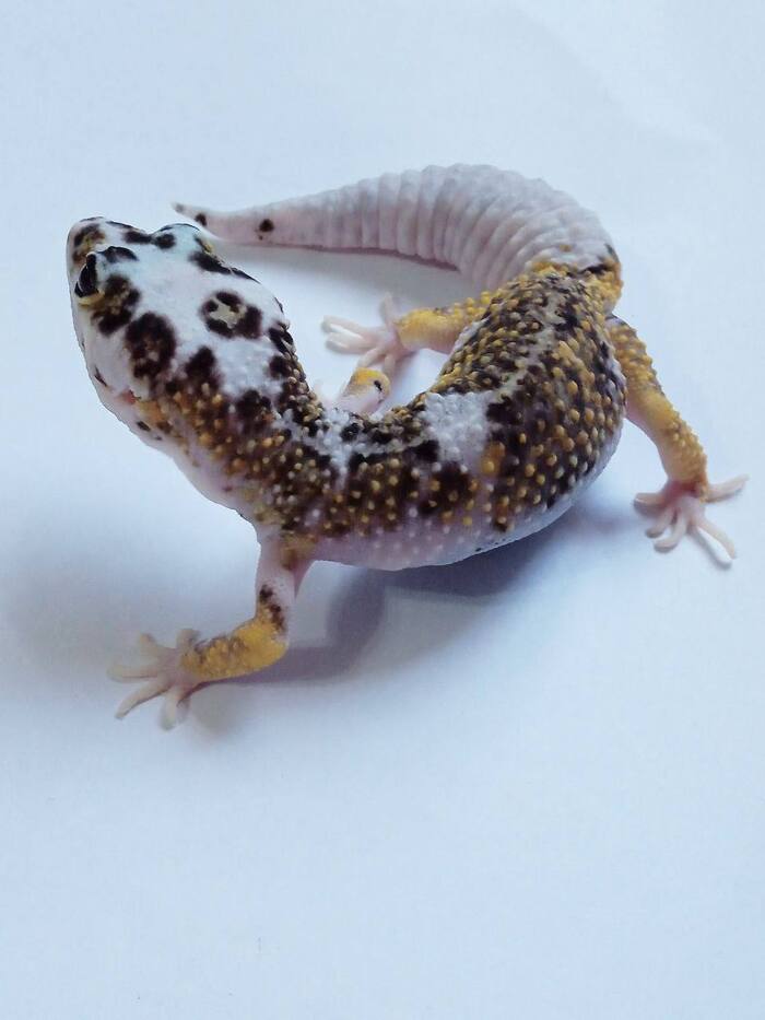 А эта особь с просторов российского интернета, предполагается что это либо химера, либо у эублефара витилиго. Не путать с Пайдом, это не он.