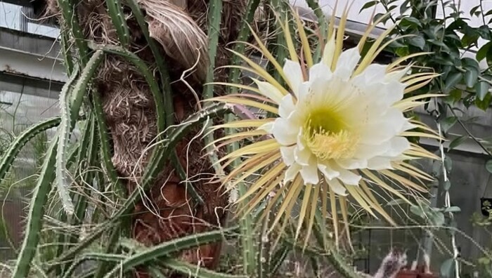 ������ ����