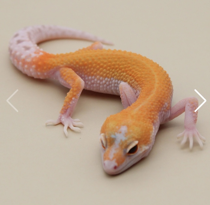 Пайд в форме креста