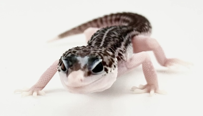 Пайд в форме сердечка