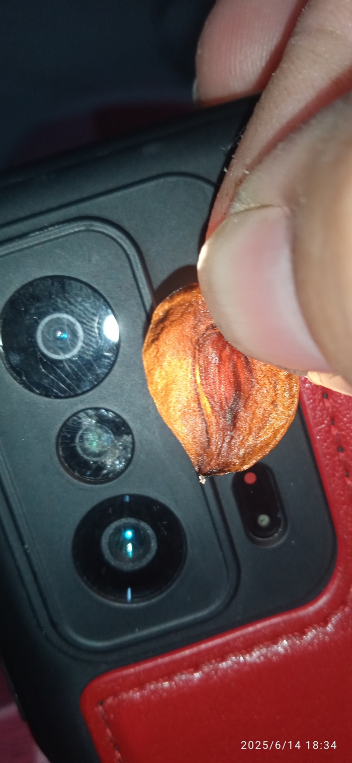 Вот так выглядит семечка гиппеаструма.