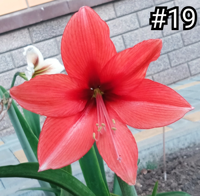 Красных сортов полно, но когда свой сеянец зацветает, то кажется, что он самый красивый)