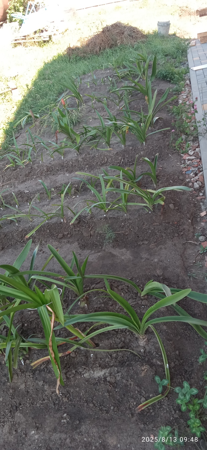 А вот так выглядела грядка с гиппеаструмами. Здесь посажены и луковицы, и их детки, поэтому размеры растений неодинаковы. В начале лета их знатно потрепало сильным ветром. Потом была засуха и жара, но регулярный полив творит чудеса.