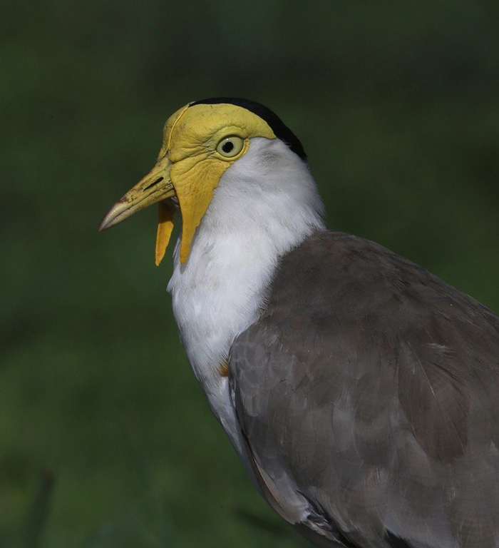 ���������� �����