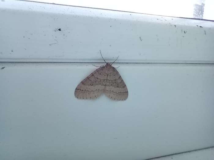 ������ ��������