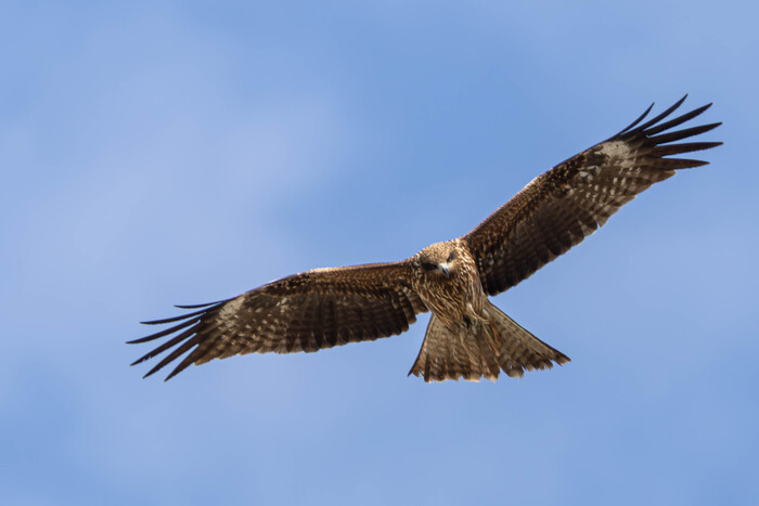 (��� ����� � ���� ������ ���� ����� , �� ����� ����� ������ ��� �������� ��������) 