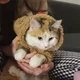 ����� ����� ������ ���� �����������