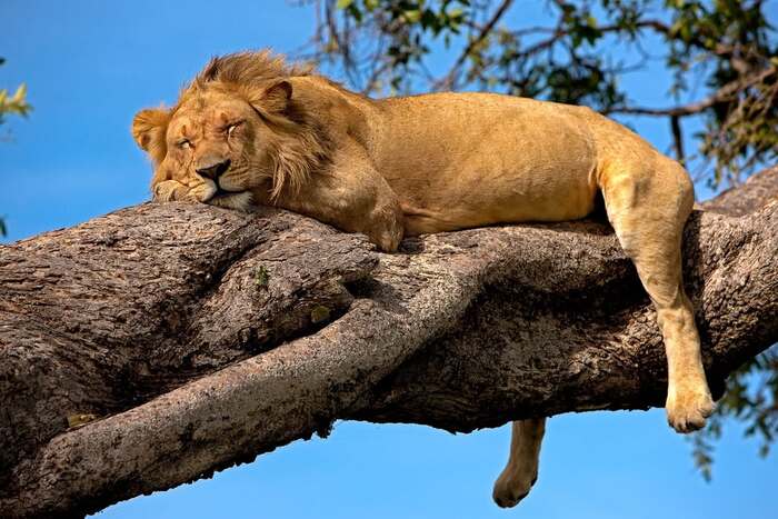 Царь почивать изволит