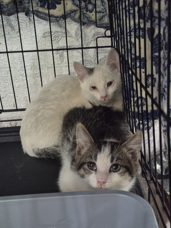 ����� �����, ������ ����� ������