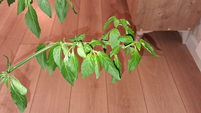 ������ ��� ��� ����� ���������