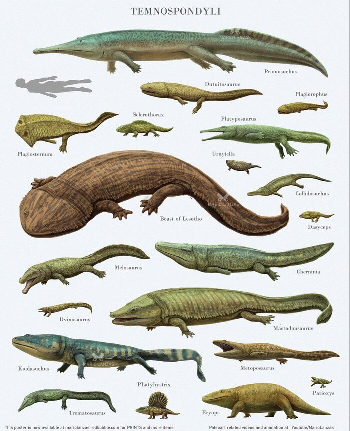 Темноспондилы разные