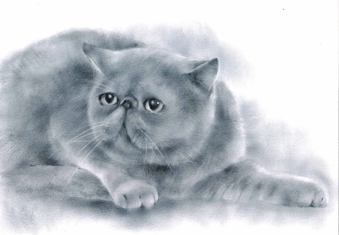 Пушистая грация