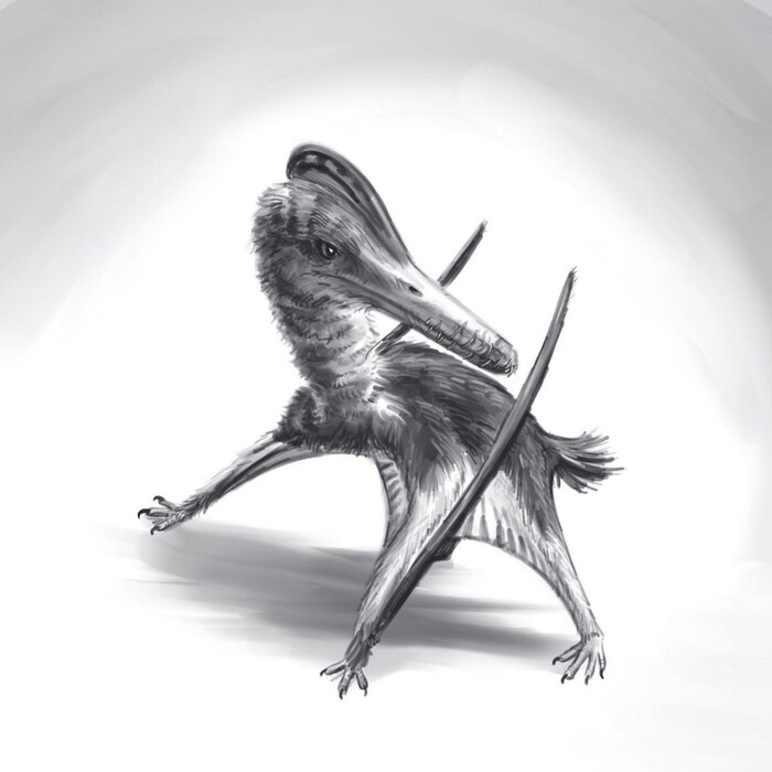 Что за птичка?