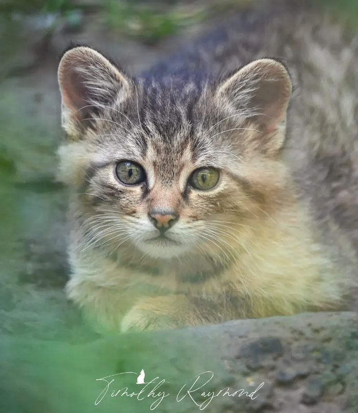 ������ ������