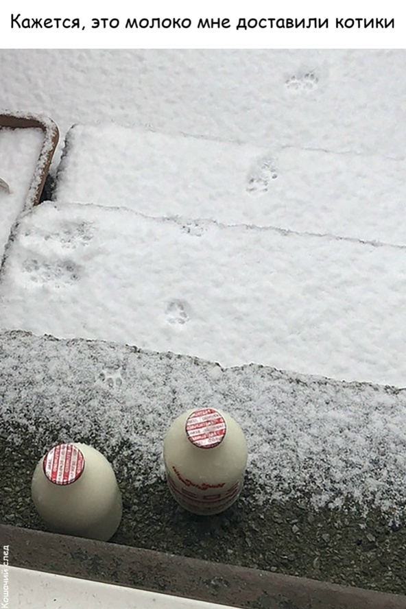 Молочники с лапками