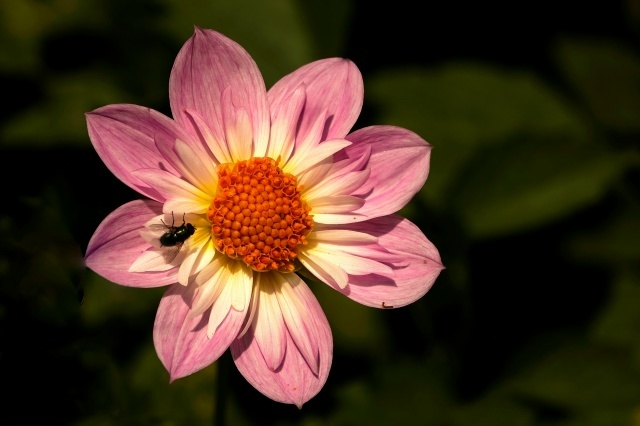 ������ ����� �������, ��� ����� ���� - �� ����. ���� �������� ����.