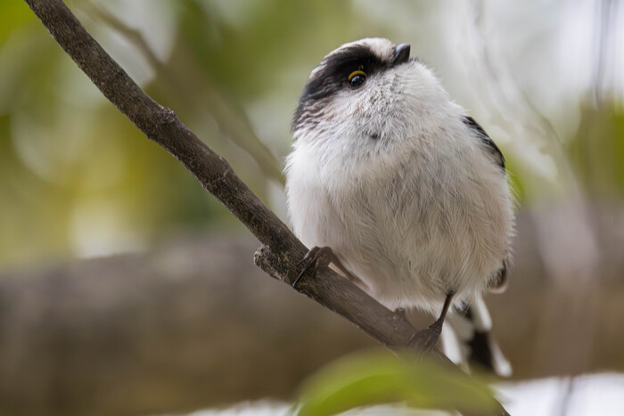 (���� �� �������� ��� ������� ��������)