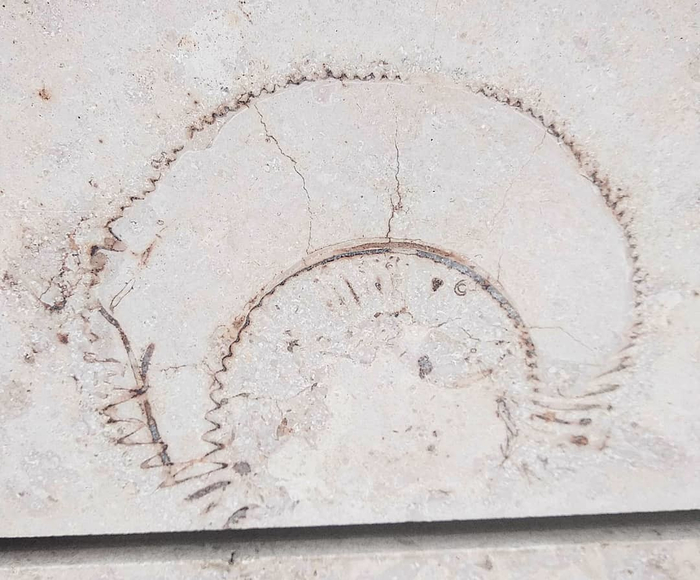 ���� �������� �������� �� ������ ������ ����� ����������� ������. ������ ������, 150 ���. ���