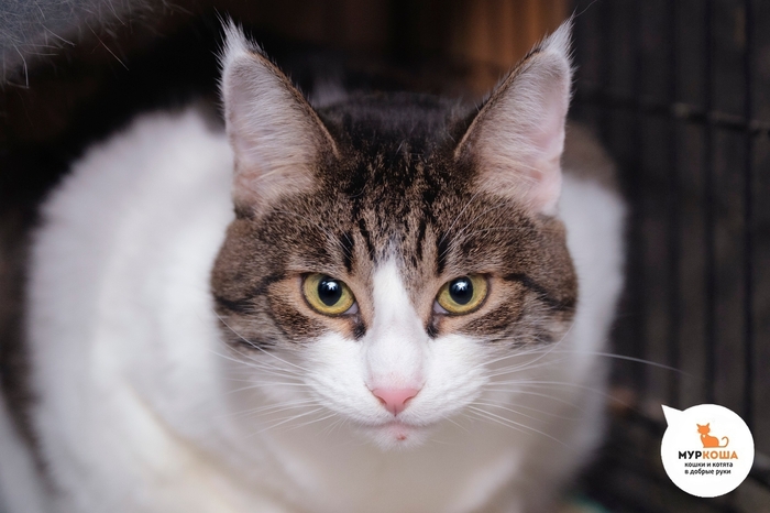 ����� ���������, 7 ���, ������� �� �����.