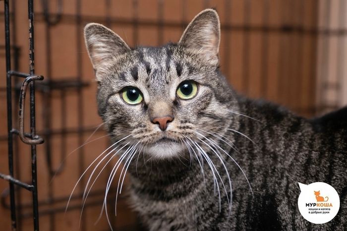 ��� ������, 8 ���, ��������.