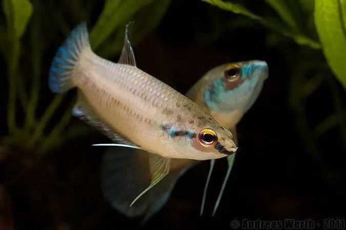 ������� ����: ����� ��� ���, ��� ����� ����, � �� �������