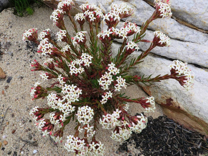 Цветущая крассула пучковатая (вид сверху), ЮАР, окр. Кейптауна. Фото с сайта <!--noindex--><a href="https://pikabu.ru/story/derevo_schastya_13649316?u=http%3A%2F%2Fworldofsucculents.com&t=worldofsucculents.com&h=17743c4bf85d333a7666245cf04b561954fa77e1" title="http://worldofsucculents.com" target="_blank" rel="nofollow noopener">worldofsucculents.com</a><!--/noindex-->.