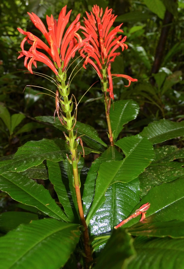 Aphelandra calciferi (��������� ���������, Acanthaceae) � ������������ ������������� �� ���� � ����� ����������, �������� �� �����, �� ��� ��� ������� � ����� ��������� ������ ���������� �� ��������� ����� ���� ��������.