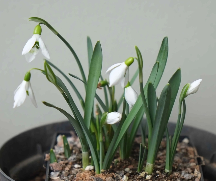 Galanthus subalpinus (��������� �������������, Amaryllidaceae) � ������ ����������, ������� ��� ������������ � ��������, �� ����� �� � ������������� ����������� ��������� ���� ����� (�������� ���������).